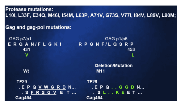 mutation-6.gif