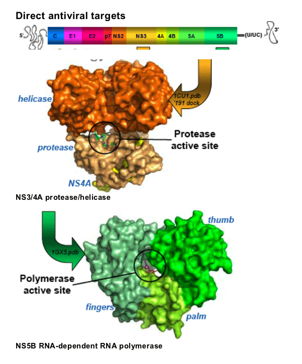 Ns3 Protease