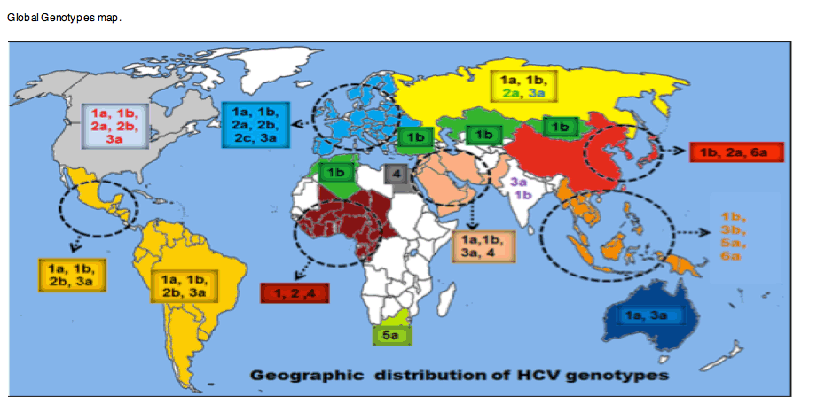 HCV3.gif