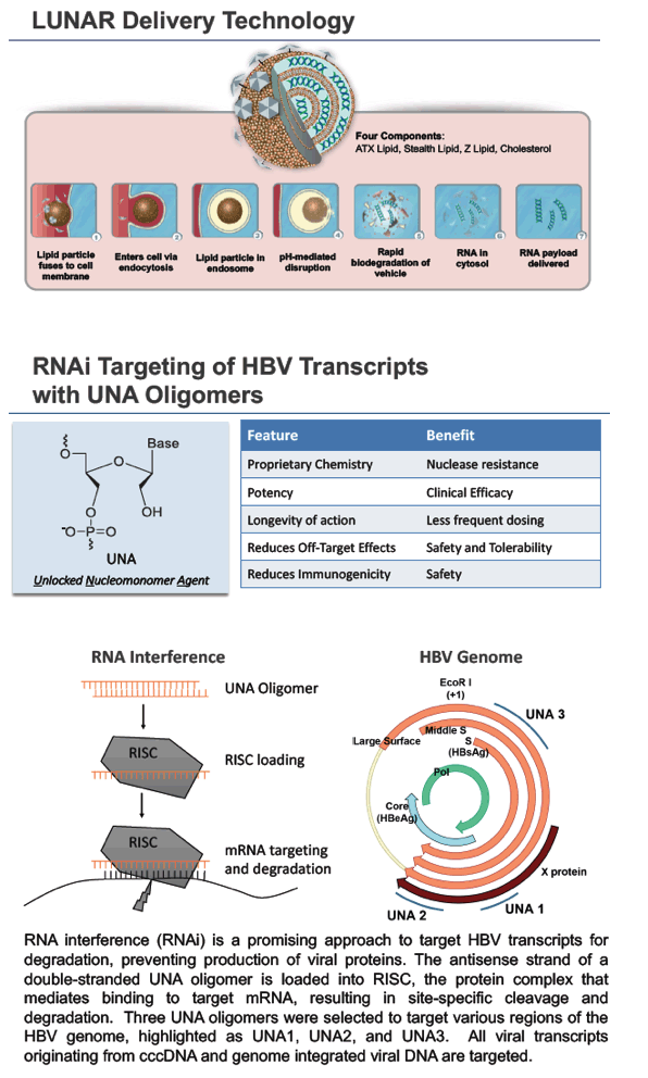 HBV2