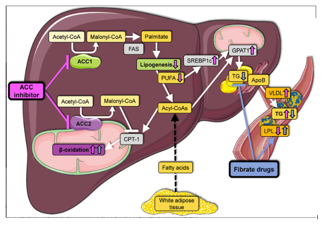 liver